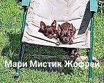 Собаки в Санкт-Петербурге: Щенок чихуахуа с гарантией веса, размера, Здоровья Мальчик, 50 000 руб. - фото 7