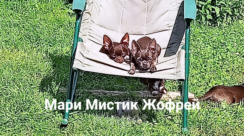 Собаки в Санкт-Петербурге: Щенок чихуахуа с гарантией веса, размера, Здоровья Мальчик, 50 000 руб. - фото 7