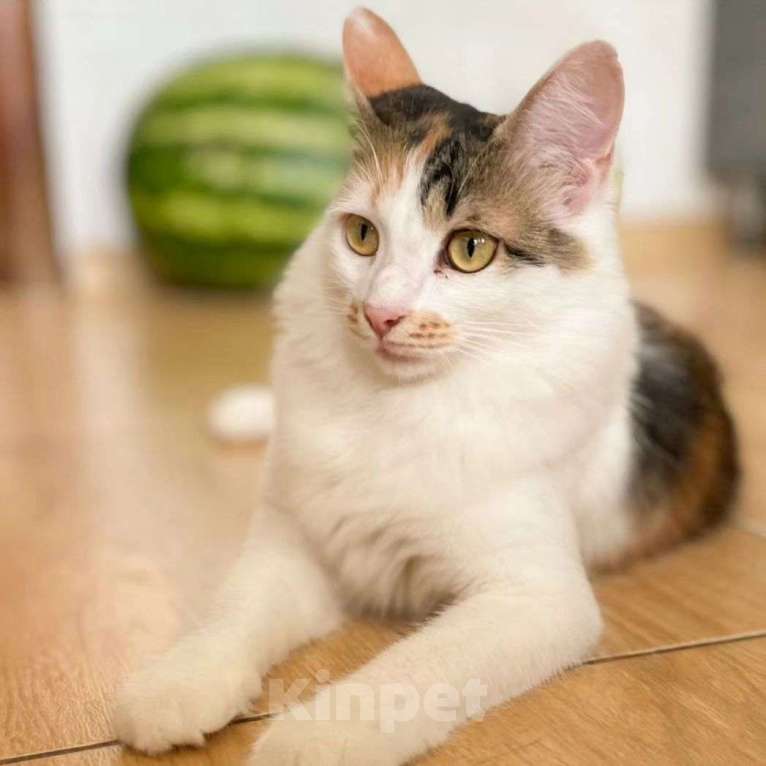 Кошки в Москве: Марусю бросили хозяева Девочка, Бесплатно - фото 2