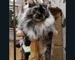 Кошки в Камызяке: Котенок Мейн кун, 25 000 руб. - фото 10