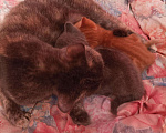 Кошки в Енисейске: Котята, 1 950 руб. - фото 9