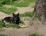 Собаки в Новосибирске: Доче нужна семья Девочка, 1 руб. - фото 4