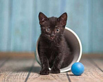 Кошки в Волжском: Черный маленький котенок Дваня в добрые руки Девочка, Бесплатно - фото 4