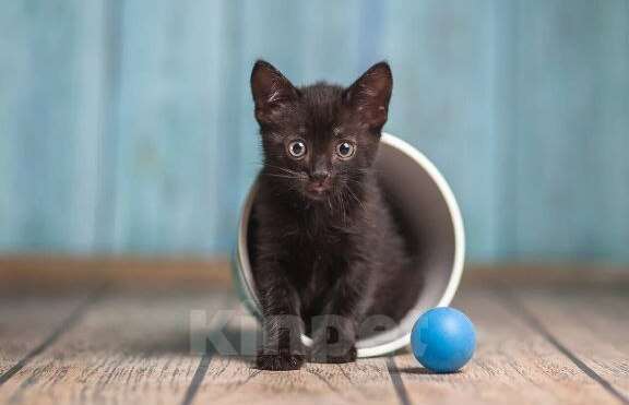 Кошки в Волжском: Черный маленький котенок Дваня в добрые руки Девочка, Бесплатно - фото 4