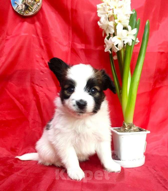 Собаки в Красноармейске: Щенки папийона Мальчик, 30 000 руб. - фото 5