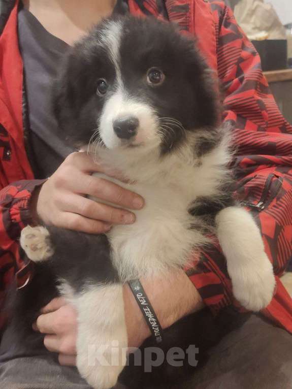 Собаки в других городах Ленинградской области: продам бордер колли Девочка, Бесплатно - фото 2