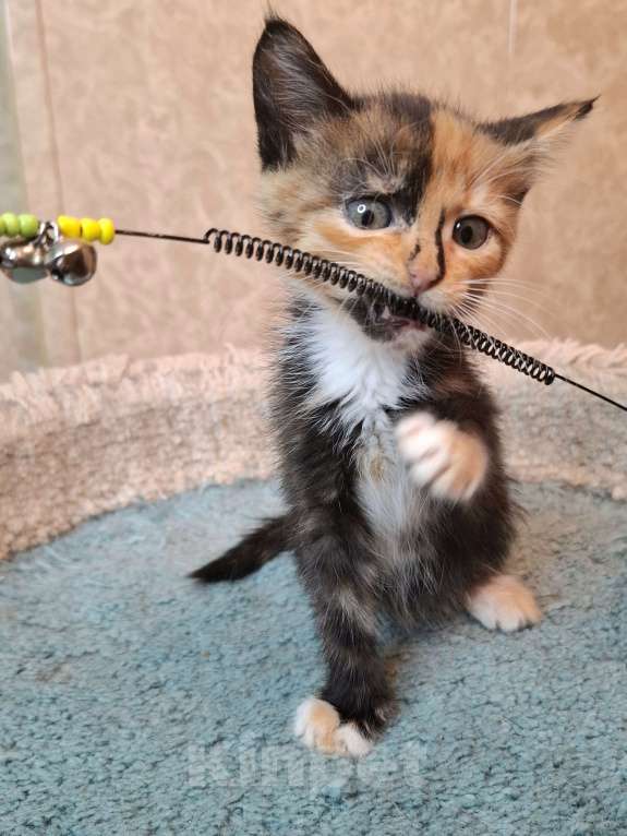 Кошки в Москве: Трехцветный котёнок в добрые руки  Девочка, Бесплатно - фото 8