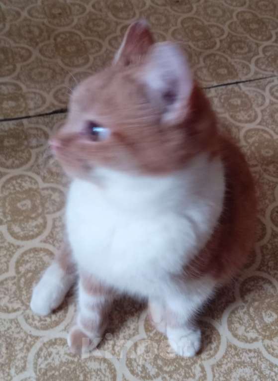 Кошки в Москве: Ярко-рыжий шотландский котик Мальчик, Бесплатно - фото 1