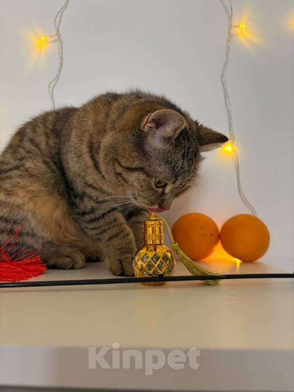 Кошки в Москве: Красотка Клео, очень красивый котёнок! Девочка, Бесплатно - фото 9