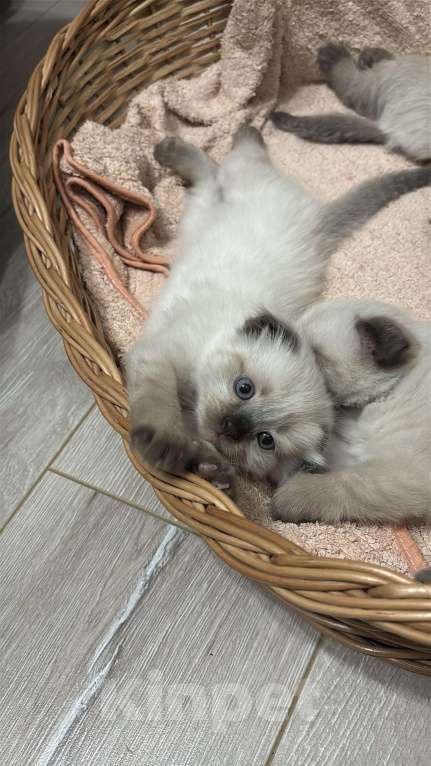 Кошки в Москве: Невские маскарадные котята Мальчик, 22 000 руб. - фото 2