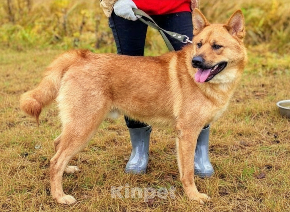 Собаки в Москве: Брутальный красавец Рич ищет хозяев! Мальчик, Бесплатно - фото 4