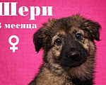 Собаки в Москве: Щенок девочка Шери в поисках дома Девочка, Бесплатно - фото 2