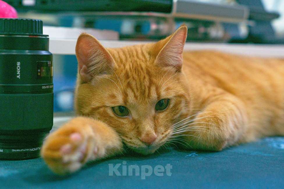 Кошки в Москве: Персей Мальчик, Бесплатно - фото 2