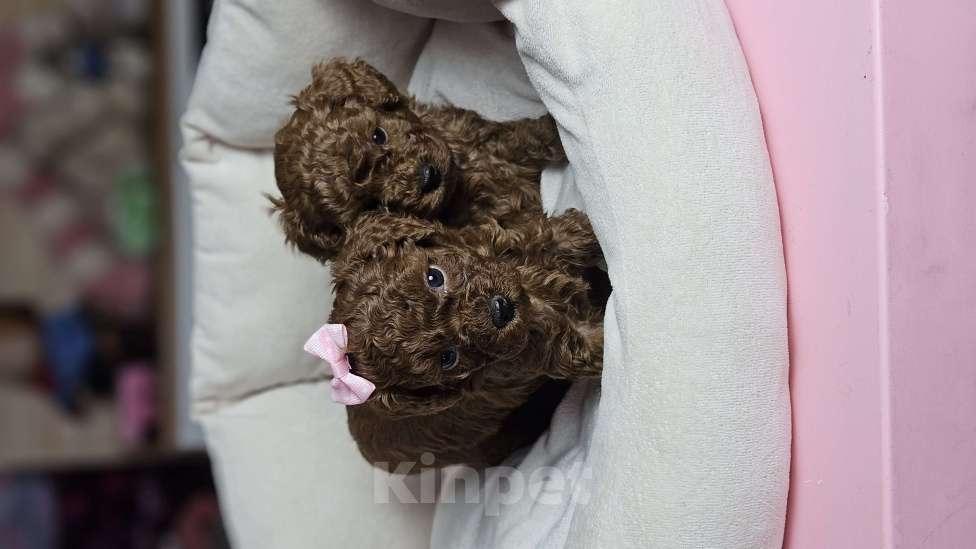 Собаки в Химках: Той-пудель щенки мальчики Мальчик, 200 000 руб. - фото 7