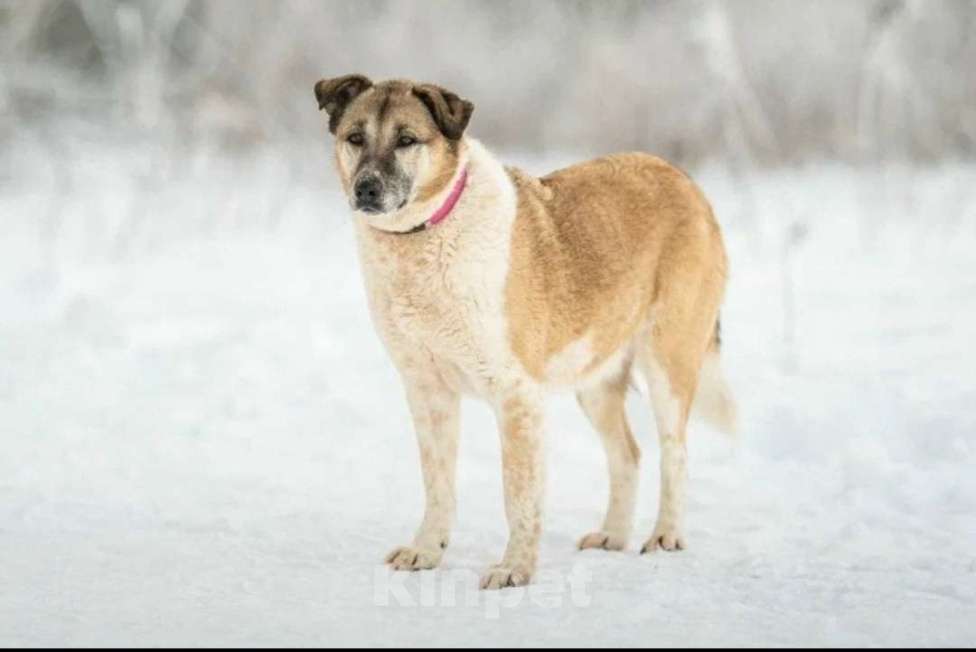 Кошки в других городах Московской области: Полжизни в ожидании своего человека Девочка, Бесплатно - фото 5