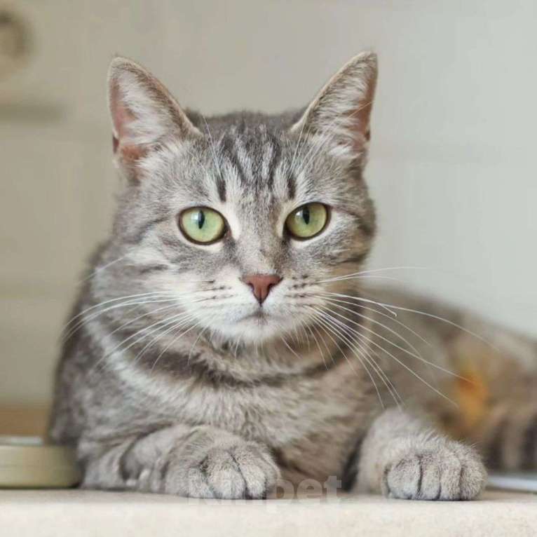 Кошки в Москве: Ласковая кошечка Груша ищет домик Девочка, Бесплатно - фото 2