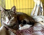 Кошки в Москве: Котегок Стрелка ищет дом Девочка, Бесплатно - фото 2