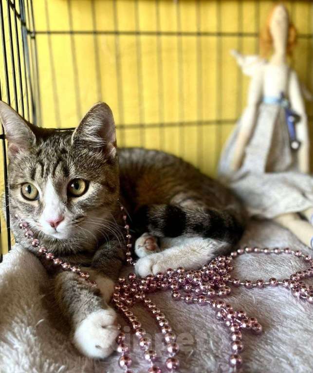 Кошки в Москве: Котегок Стрелка ищет дом Девочка, Бесплатно - фото 2