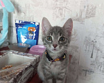 Кошки в Томске: Отдам маленькую кошечку в добрые Девочка, 10 руб. - фото 1