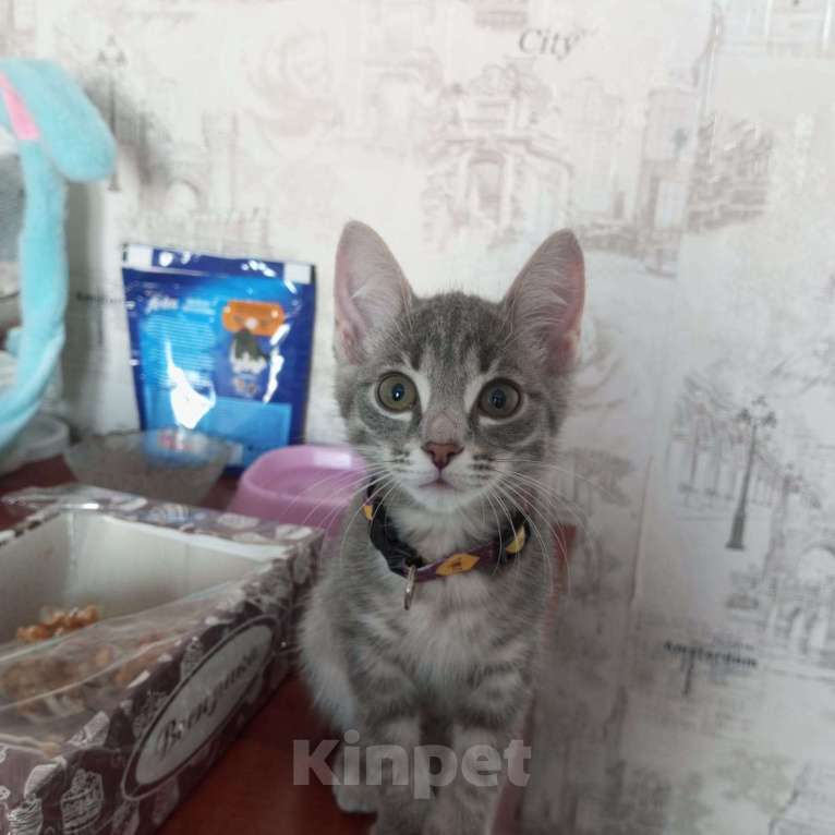 Кошки в Томске: Отдам маленькую кошечку в добрые Девочка, 10 руб. - фото 1