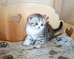 Кошки в Самаре: Котик скоттиш-фолд Мальчик, 30 000 руб. - фото 3
