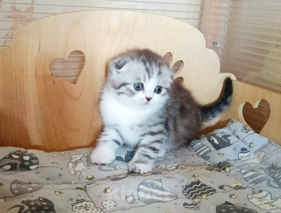 Кошки в Самаре: Котик скоттиш-фолд Мальчик, 30 000 руб. - фото 3