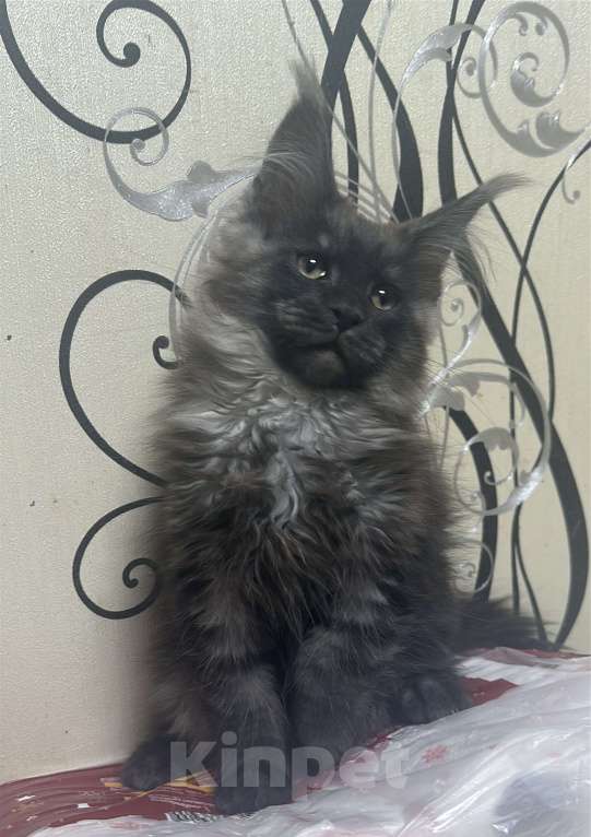 Кошки в Дмитрове: Котята мейн-кун Мальчик, 65 000 руб. - фото 3