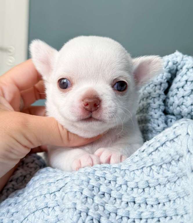 Собаки в Москве: Девочка белая чихуахуа  Девочка, 65 000 руб. - фото 4