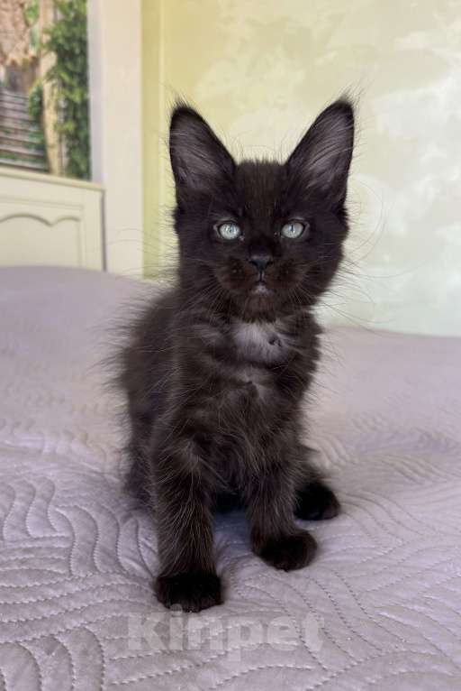 Кошки в Краснодаре: Девочка Мейн-кун Девочка, 45 000 руб. - фото 9