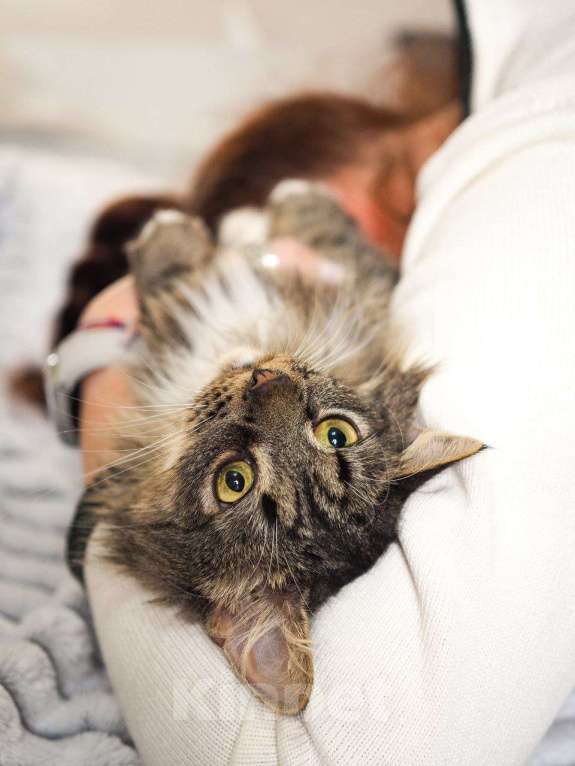 Кошки в Москве: кошка Марыся ищет дом Девочка, Бесплатно - фото 10