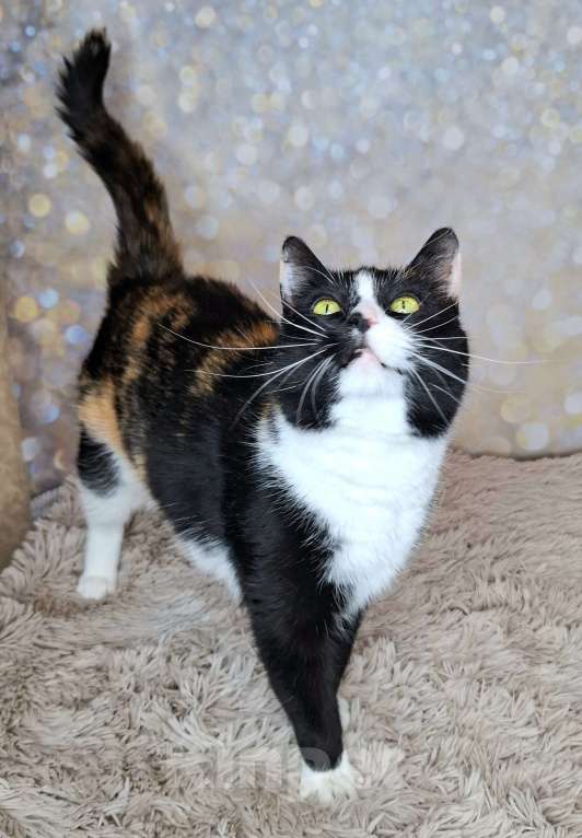 Кошки в Москве: Амалия будет на выставке-пристройстве в Москве Девочка, Бесплатно - фото 6