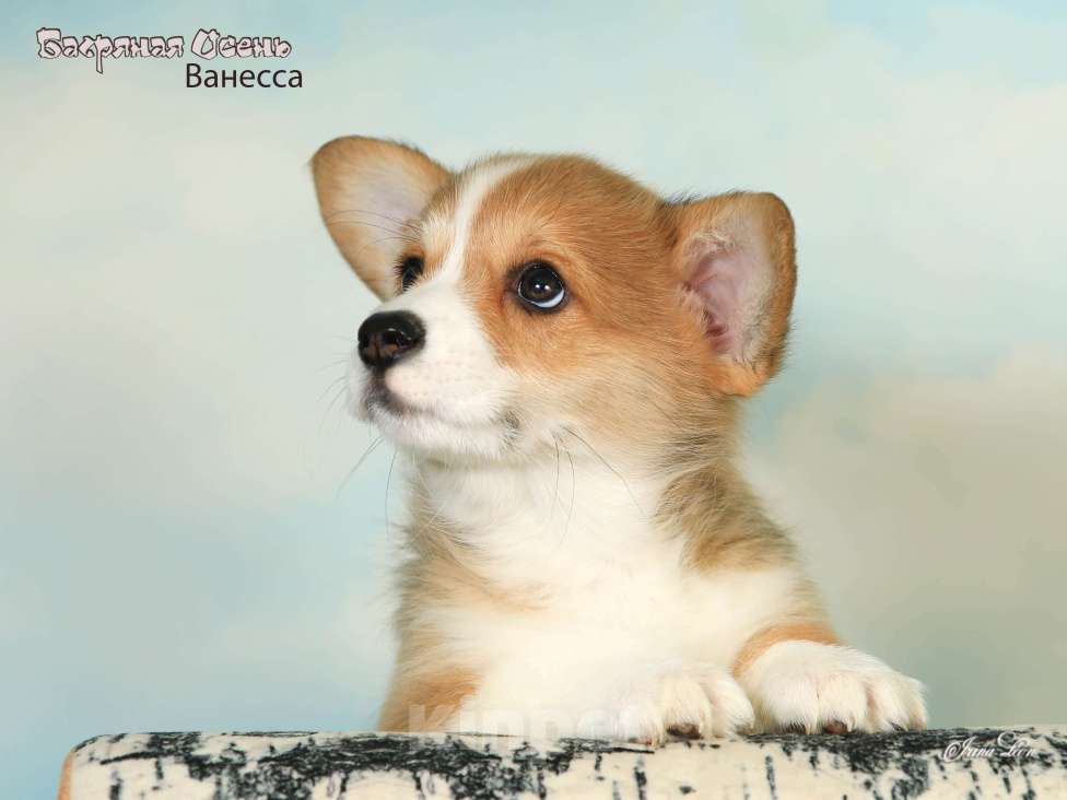 Собаки в других городах Московской области: Продается девочка вельш корги пемброк Девочка, 80 000 руб. - фото 2