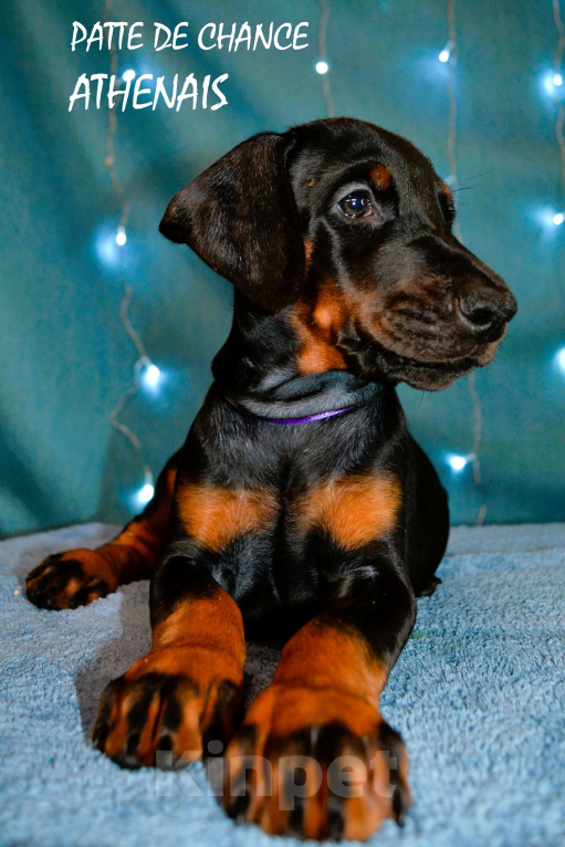 Собаки в Санкт-Петербурге: Щенок добермана Атенаис Девочка, 80 000 руб. - фото 3