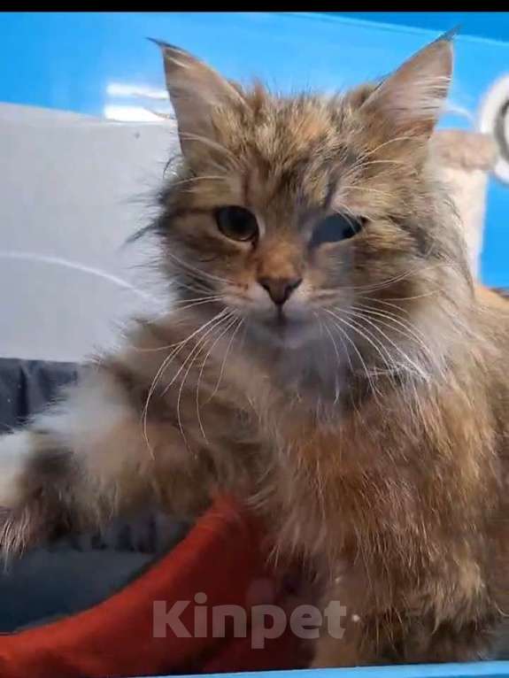 Кошки в Санкт-Петербурге: Кошечка Девочка, Бесплатно - фото 6