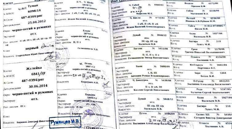 Собаки в других городах Тульской области: Щенки порода русская пегая гончая Мальчик, 20 000 руб. - фото 2