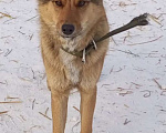 Собаки в Кемерово: Щенок из отлова Мальчик, 100 руб. - фото 1