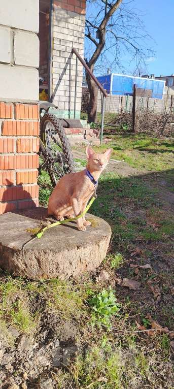 Кошки в Брянске: Абиссинские котодетки Девочка, 25 000 руб. - фото 4