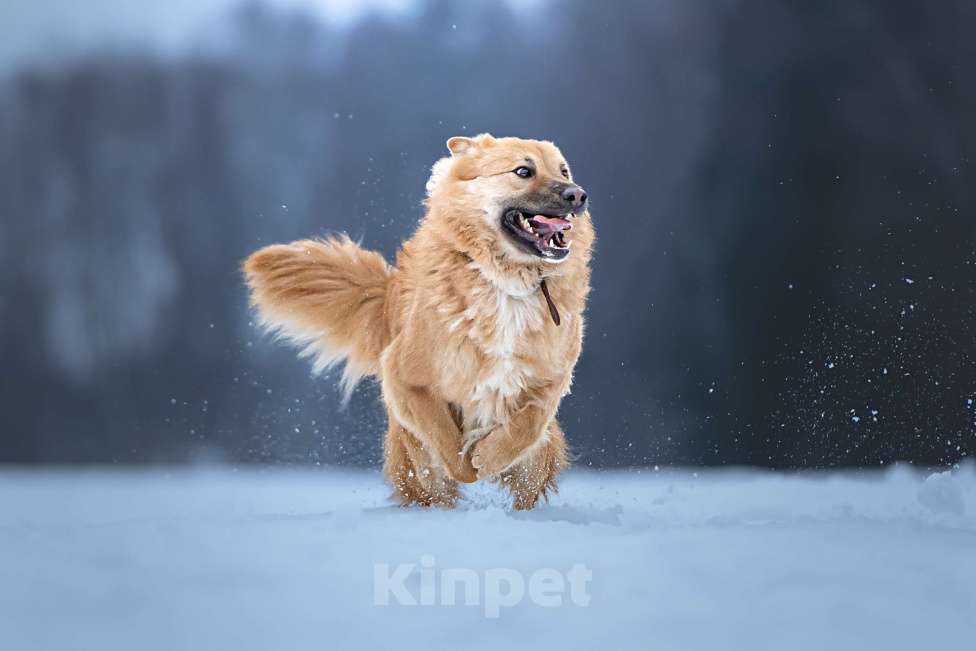 Собаки в Клине: Дюшес — очень дружелюбный пёс Мальчик, Бесплатно - фото 6