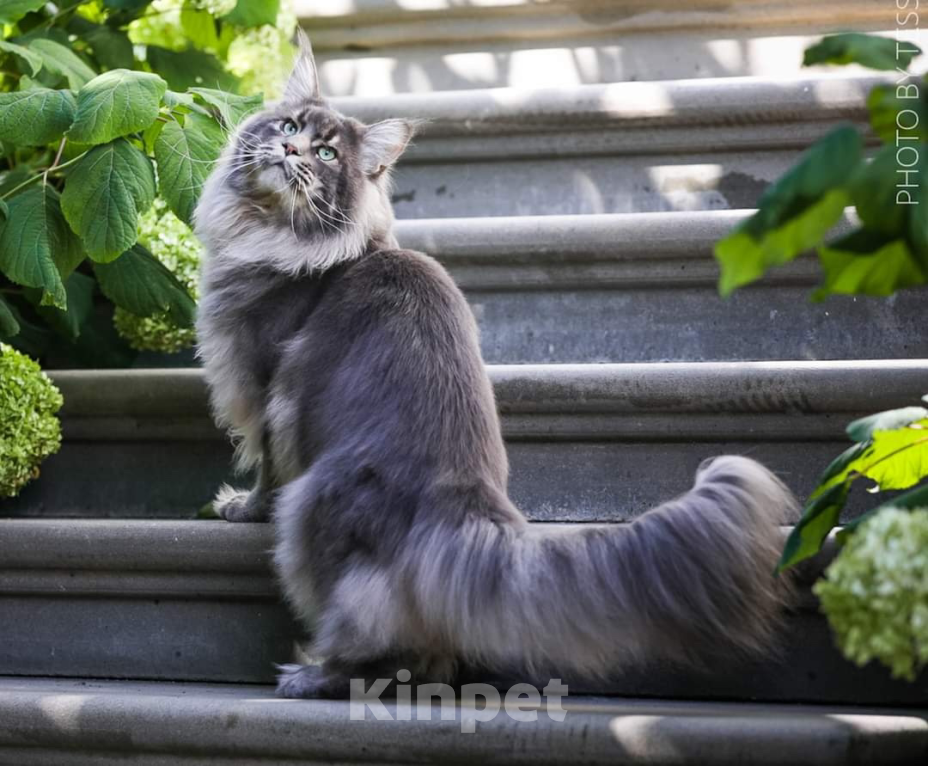 Кошки в Москве: Котенок мейн кун из питомника.  Мальчик, 80 000 руб. - фото 4