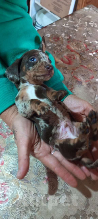 Собаки в Москве: Редкий мраморный окрас Мальчик, 80 000 руб. - фото 2