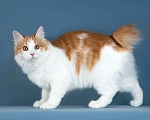 Кошки в других городах Московской области: Кошка Селин Девочка, 50 000 руб. - фото 4