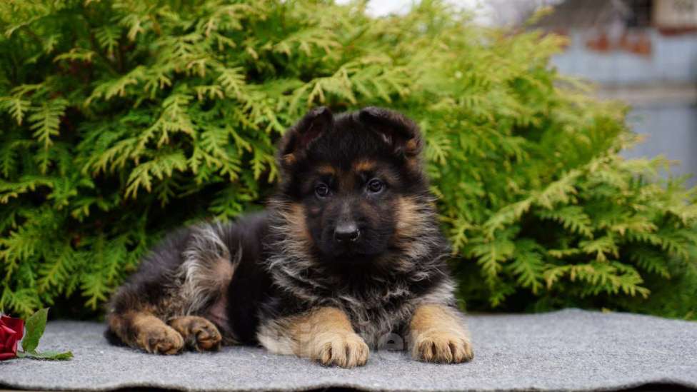 Собаки в Москве: Немецкая овчарка щенок мальчик Мальчик, 50 000 руб. - фото 4