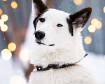Собаки в Котельнике: Белая аристократка Бэлль в добрые руки Девочка, Бесплатно - фото 5