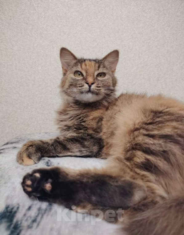 Кошки в Тамбове: Аня ищет свою любовь Девочка, Бесплатно - фото 1