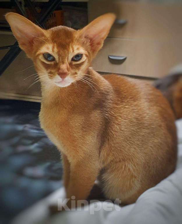 Кошки в Нижнем Новгороде: Котята абиссинской породы Мальчик, 35 000 руб. - фото 1