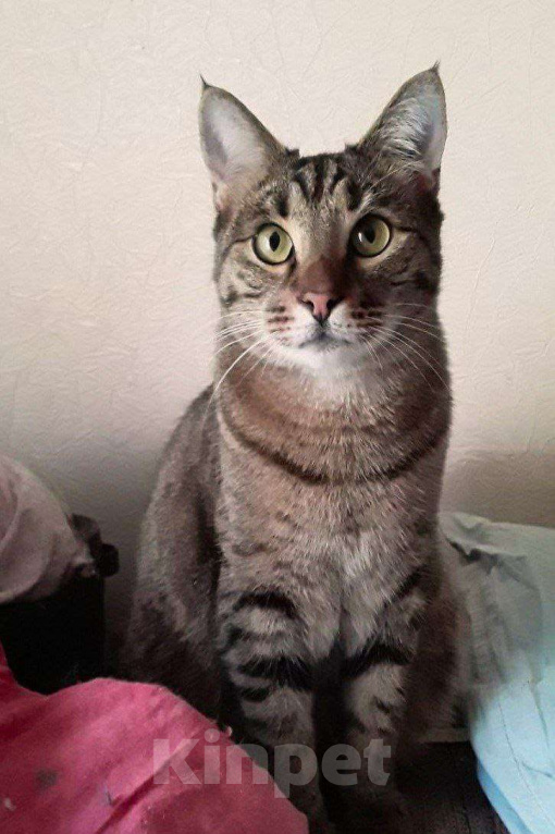 Кошки в Москве: Котик Мышь ищет дом! Мальчик, Бесплатно - фото 3