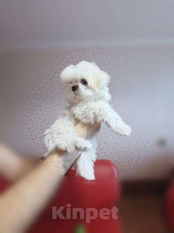 Собаки в Екатеринбурге: Мальтезе Мини . Девочка, Бесплатно - фото 3