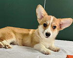 Собаки в Москве: Девочка вельш корги пемброк  Девочка, 50 000 руб. - фото 6
