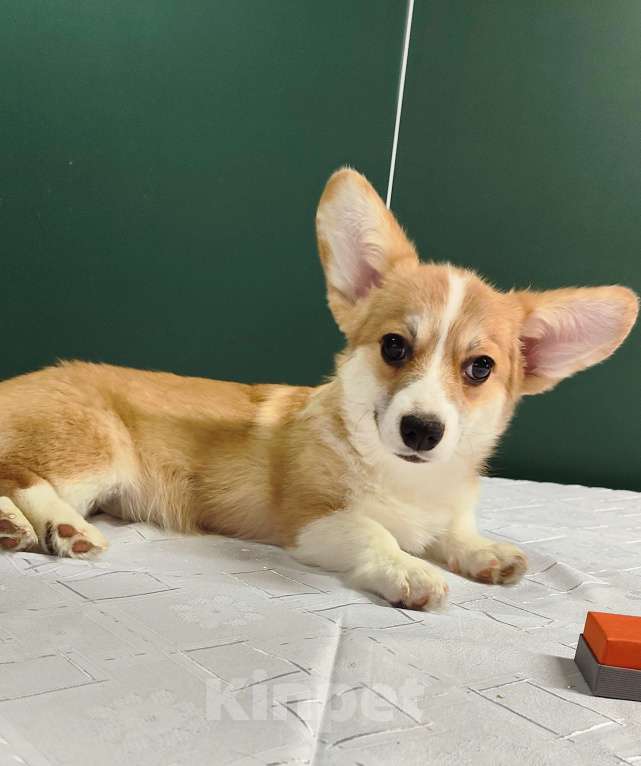 Собаки в Москве: Девочка вельш корги пемброк  Девочка, 50 000 руб. - фото 6