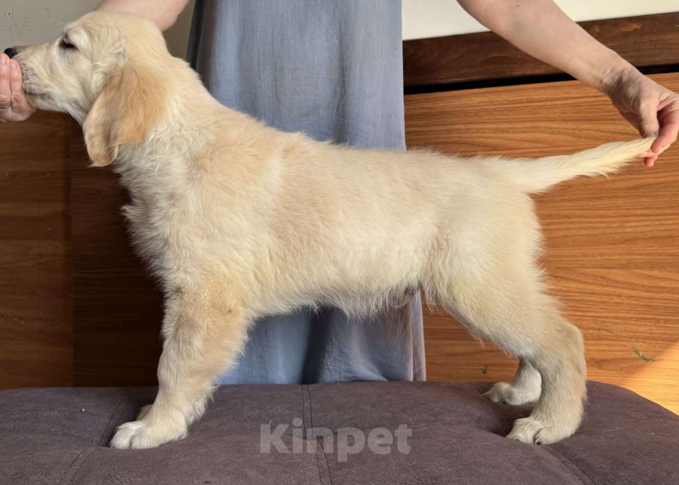 Собаки в Москве: Щенки Золотистого ретривера Мальчик, 70 руб. - фото 4